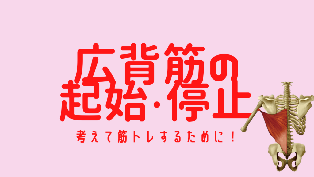 広背筋の起始と停止